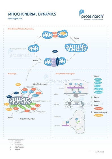 Mitochondrial Dynamics