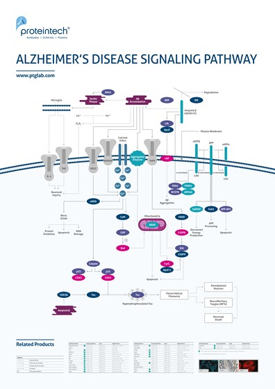 Alzheimer's Disease Pathway