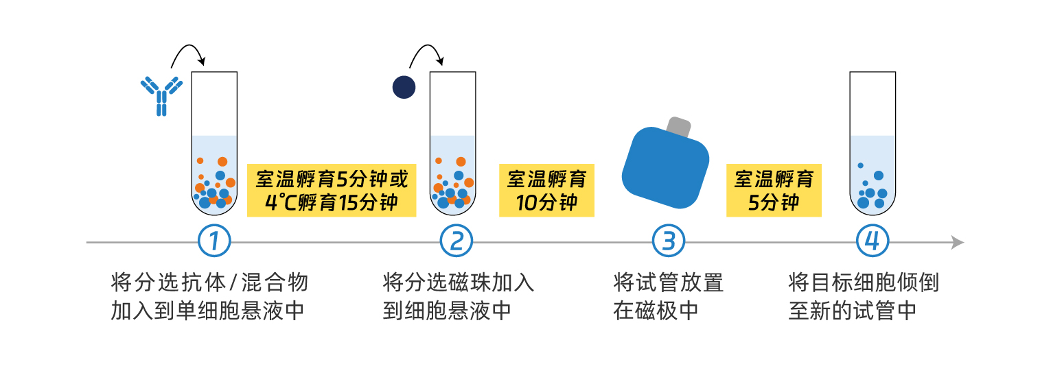 AccuSort磁珠分选试剂盒操作步骤