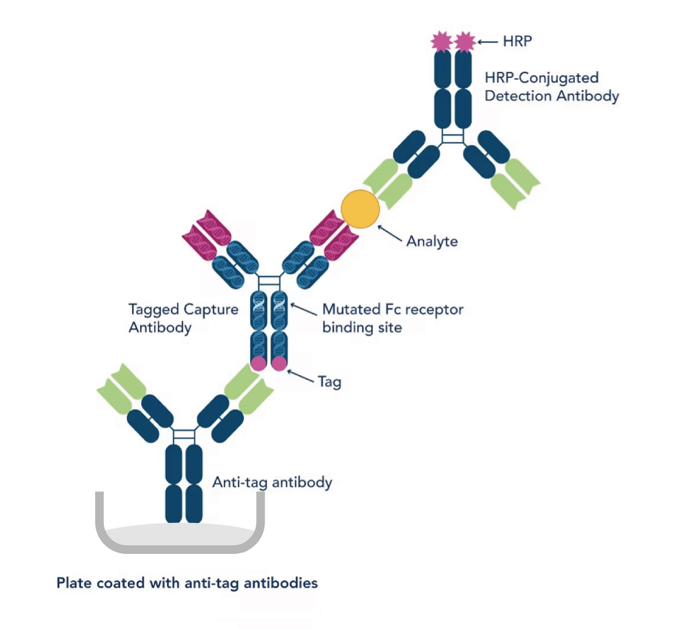 Speedy One-Step ELISA Kit structure