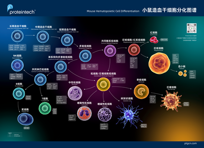 小鼠造血干细胞图谱海报