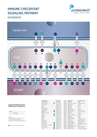 Immune Checkpoint Signaling Pathway