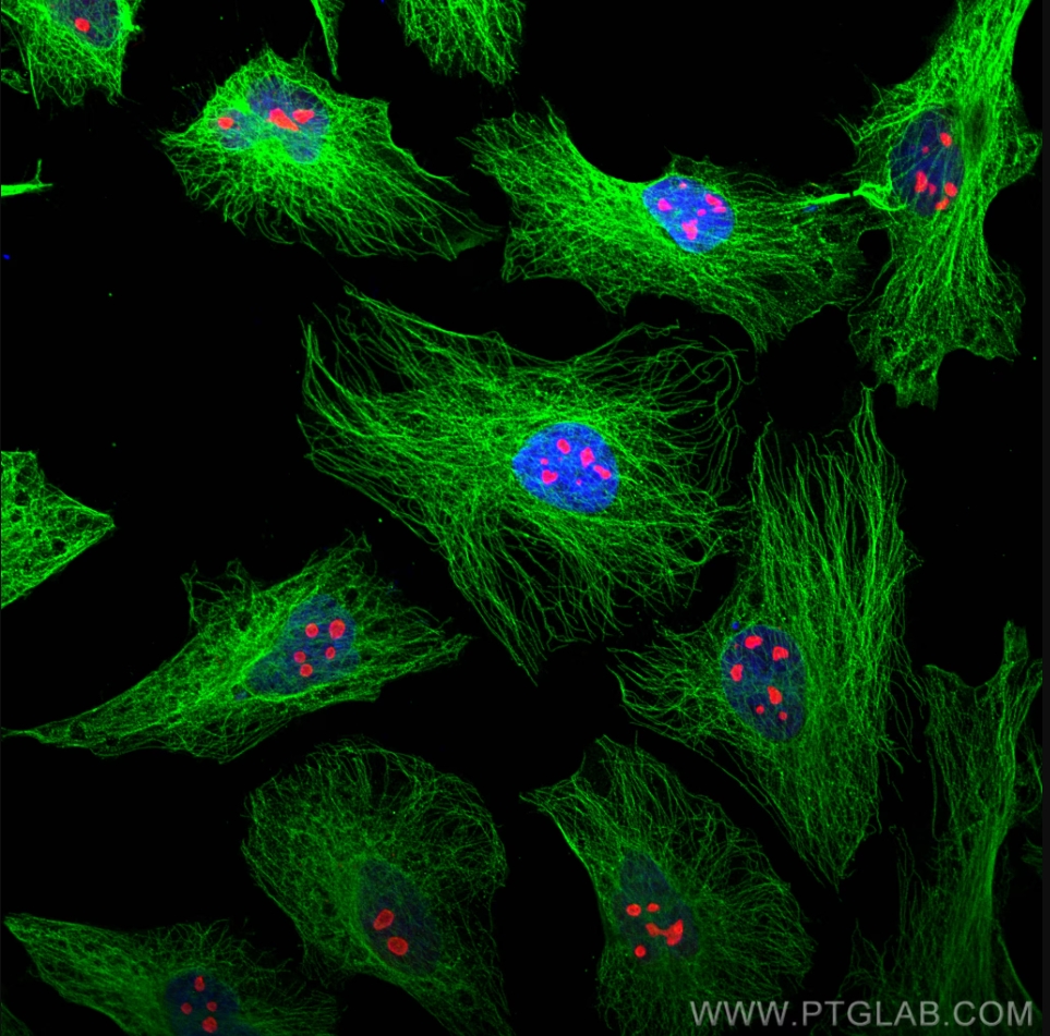 Immunofluorescence (IF) analysis of Hela cells stained with rabbit anti-Alpha Tubulin polyclonal antibody (11224-1-AP, green) and mouse anti-NPM1 monoclonal antibody (60096-1-Ig, red). Multi-rAb CoraLite® Plus 488-Goat Anti-Rabbit Recombinant Secondary Antibody (H+L) (RGAR002, 1:500) and Multi-rAb CoraLite® Plus 594-Goat Anti-Mouse Recombinant Secondary Antibody (H+L) (RGAM004, 1:500) were used for detection. 