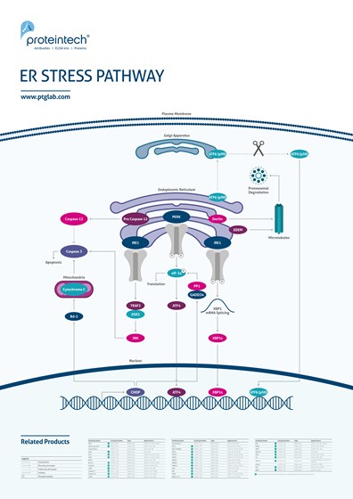 ER Stress Pathway