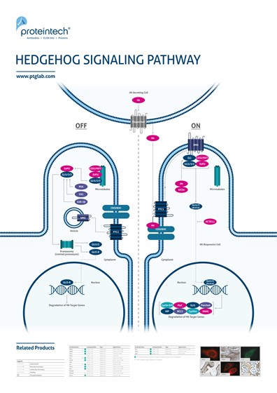 Hedgehog Signaling Pathway