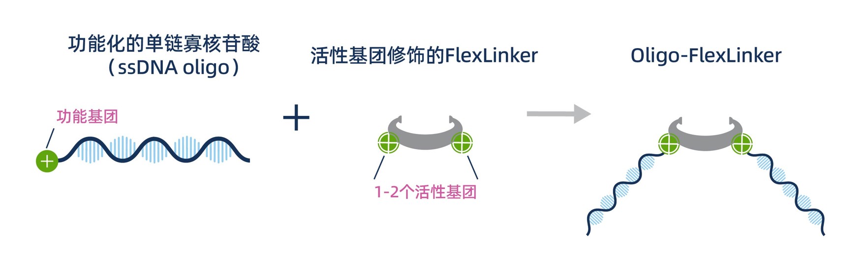 Diagram showing a functionalized ssDNA oligo with a reactive group conjugating to a FlexLinker bearing one or two functional groups to form an Oligo-FlexLinker with DNA arms attached to the linker.