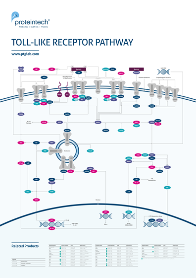 Toll-like Receptor Pathway
