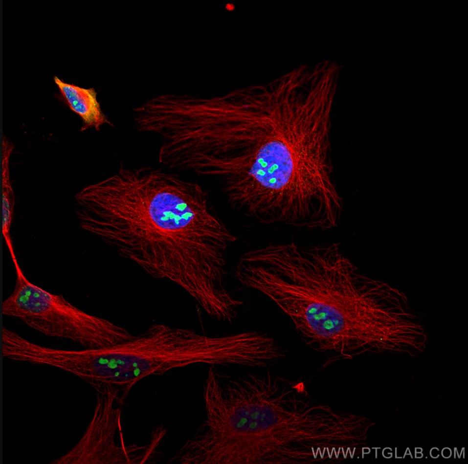 Immunofluorescence (IF) analysis of Hela cells stained with rabbit anti-Alpha Tubulin polyclonal antibody (11224-1-AP, red) and mouse anti-NPM1 monoclonal antibody (60096-1-Ig, green). Multi-rAb CoraLite® Plus 594-Goat Anti-Rabbit Recombinant Secondary Antibody (H+L) (RGAR004, 1:500) and Multi-rAb CoraLite® Plus 488-Goat Anti-Mouse Recombinant Secondary Antibody (H+L) (RGAM002, 1:500) were used for detection.  