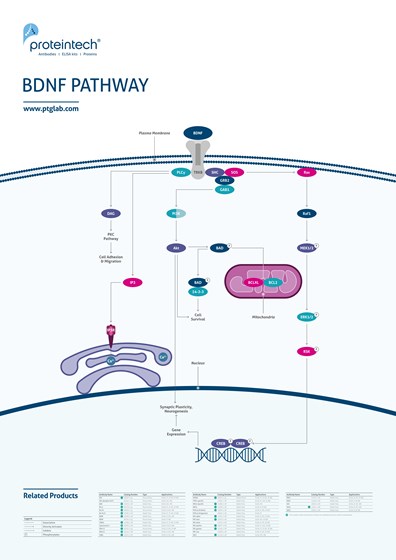 BDNF Pathway