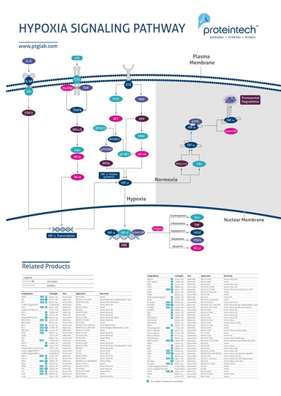 Hypoxia Pathway