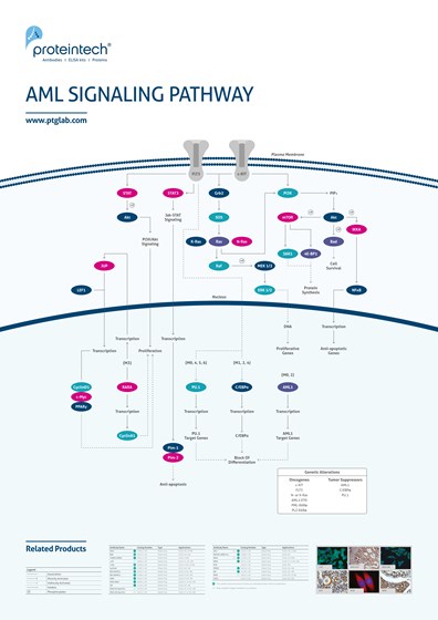 AML Signaling Pathway