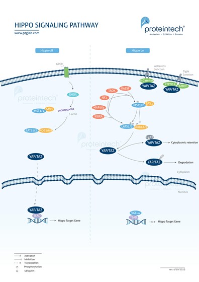 Hippo Signaling Pathway