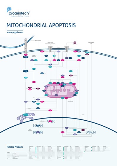 Mitochondrial Apoptosis