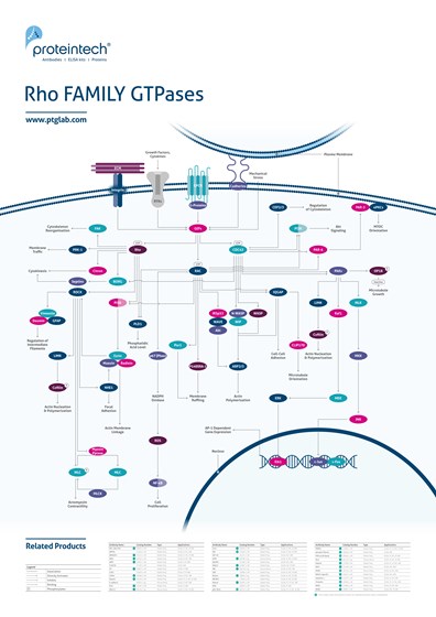 Rho Family GTPases