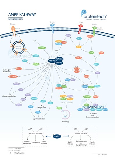AMPK Signaling Pathway