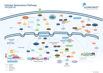 Cell Senescence Pathway
