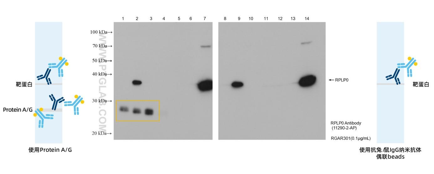 Binding efficiency and specificity of anti-rabbit IgG / anti-mouse IgG magnetic VHH agarose for rabbit and mouse IgG subclasses