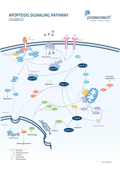 Apoptosis Pathway