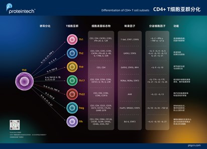 CD4+T细胞亚群分化