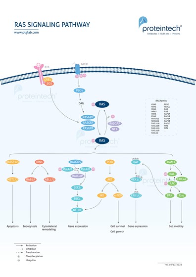 RAS Receptor Pathway