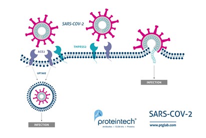 SARS-COV-2 cellular entry diagram