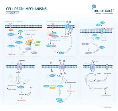 Cell Death Mechanisms