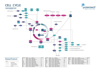Cell cycle