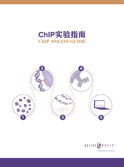 ChIP实验指南