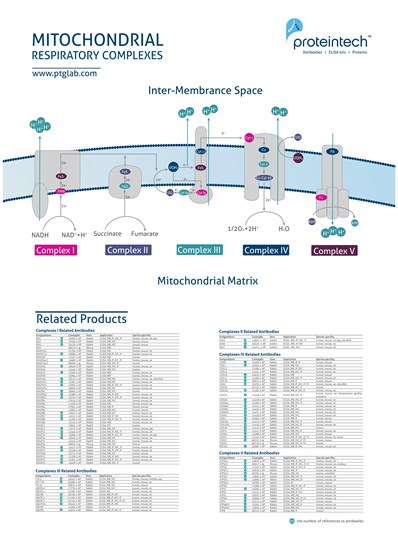 Mitochondrial Respiratory Complexes