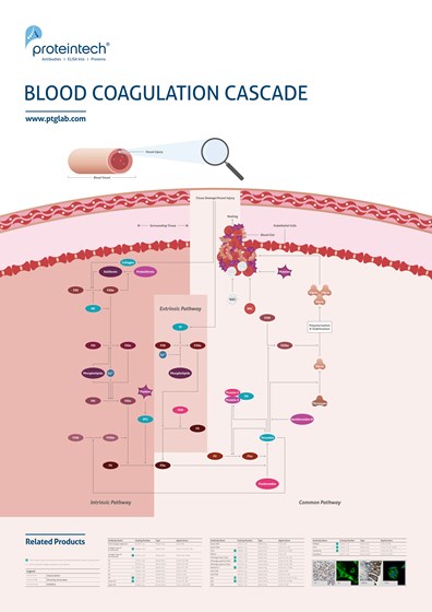 Blood Coagulation Cascade