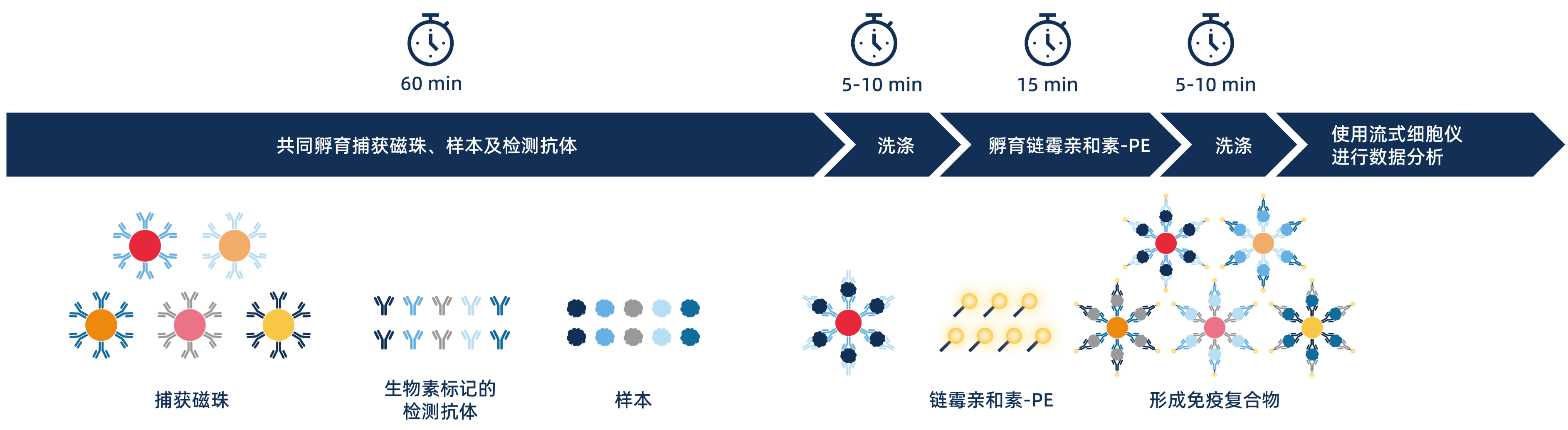 CBA多因子检测试剂盒流程图