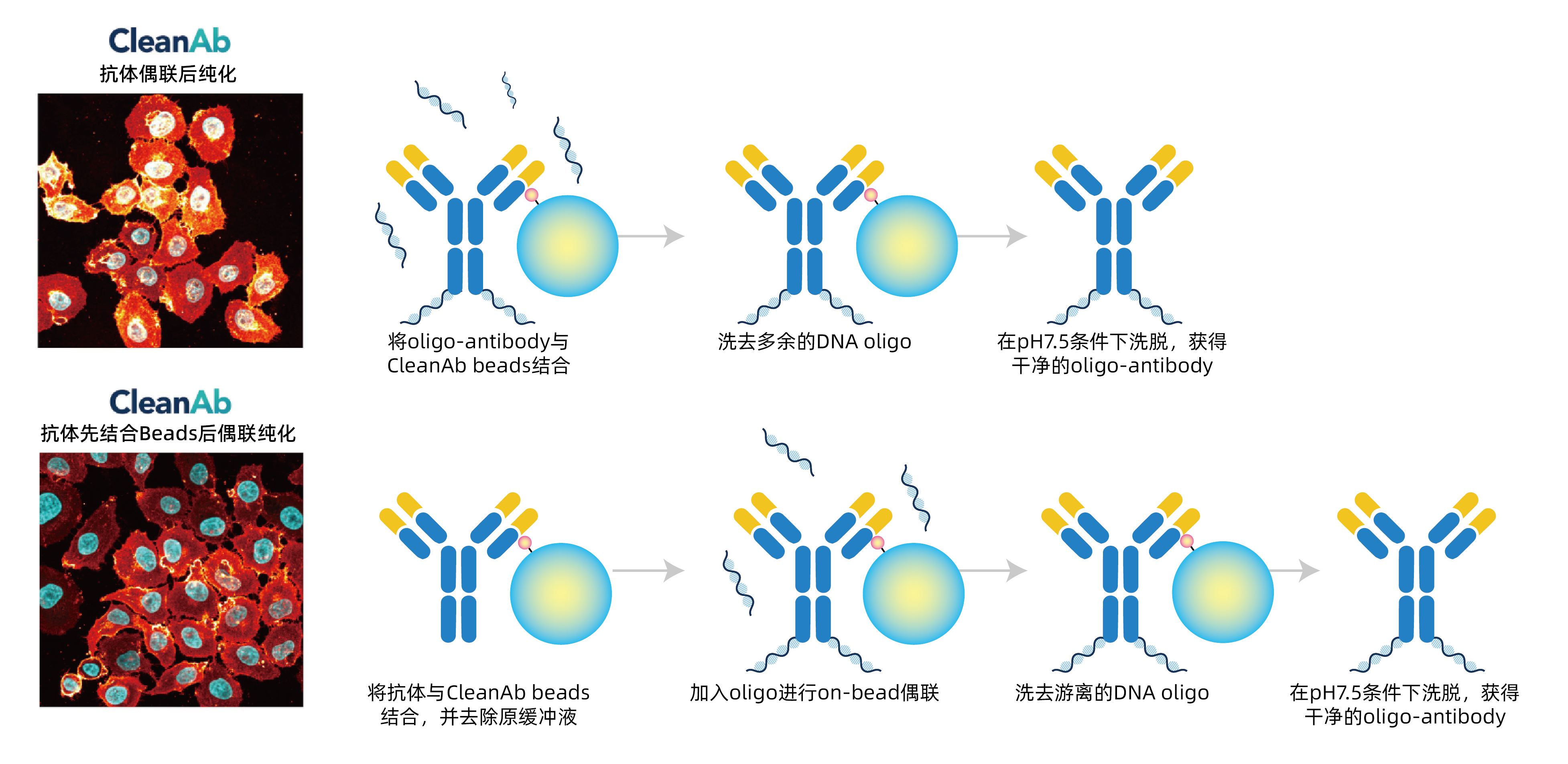 Diagram showing CleanAb Kit protocols for oligo-antibody conjugation and clean-up, illustrating post-conjugation and on-bead conjugation workflows with step-by-step process visuals