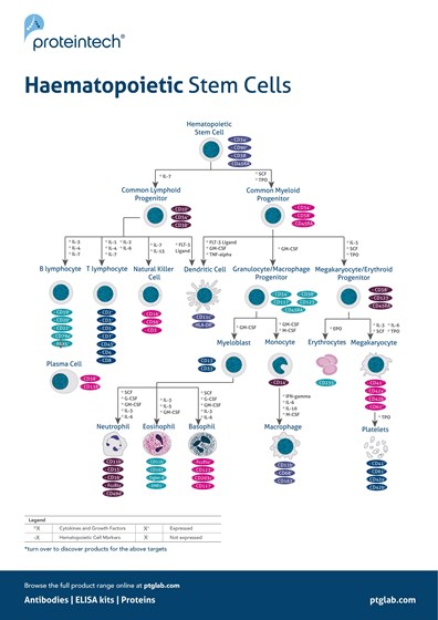 Haematopoietic Stem Cell Poster