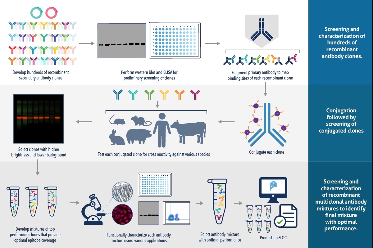 recombinant secondary antibodies production workflow