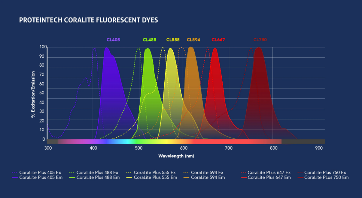 Proteintech Coralites Excitation and emission Spectrum