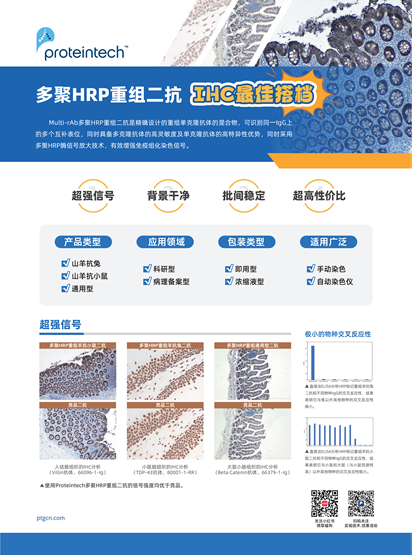 多聚HRP重组二抗单页