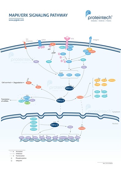 MAPK/ERK Signaling Pathway