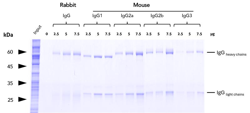 Binding efficiency and specificity of anti-rabbit IgG / anti-mouse IgG magnetic VHH agarose for rabbit and mouse IgG subclasses