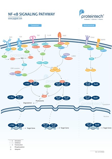 NFκB Pathway