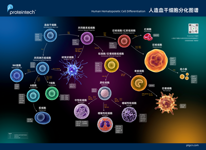 人造血干细胞分化图谱海报