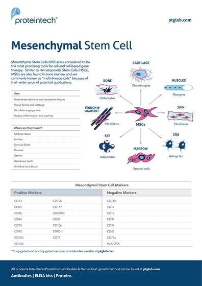 Mesenchymal Stem Cell Poster