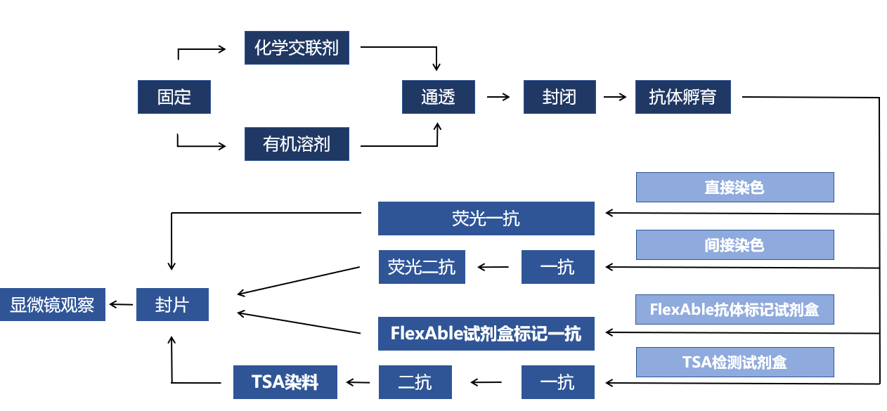 overview of Immunofluorescence protocol