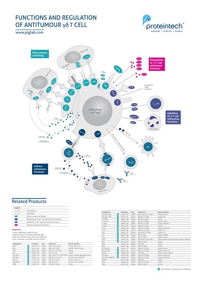Regulation of antitumour γδ T cell