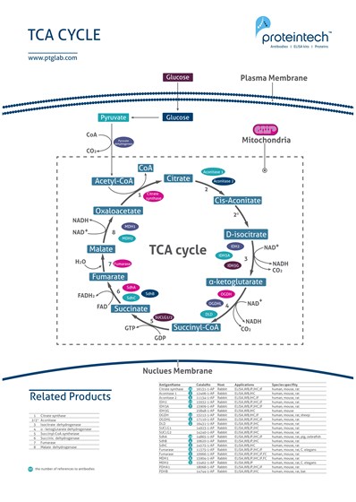 TCA Cycle