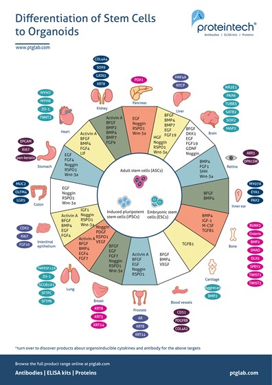 Differentiation of stem cells to organoids