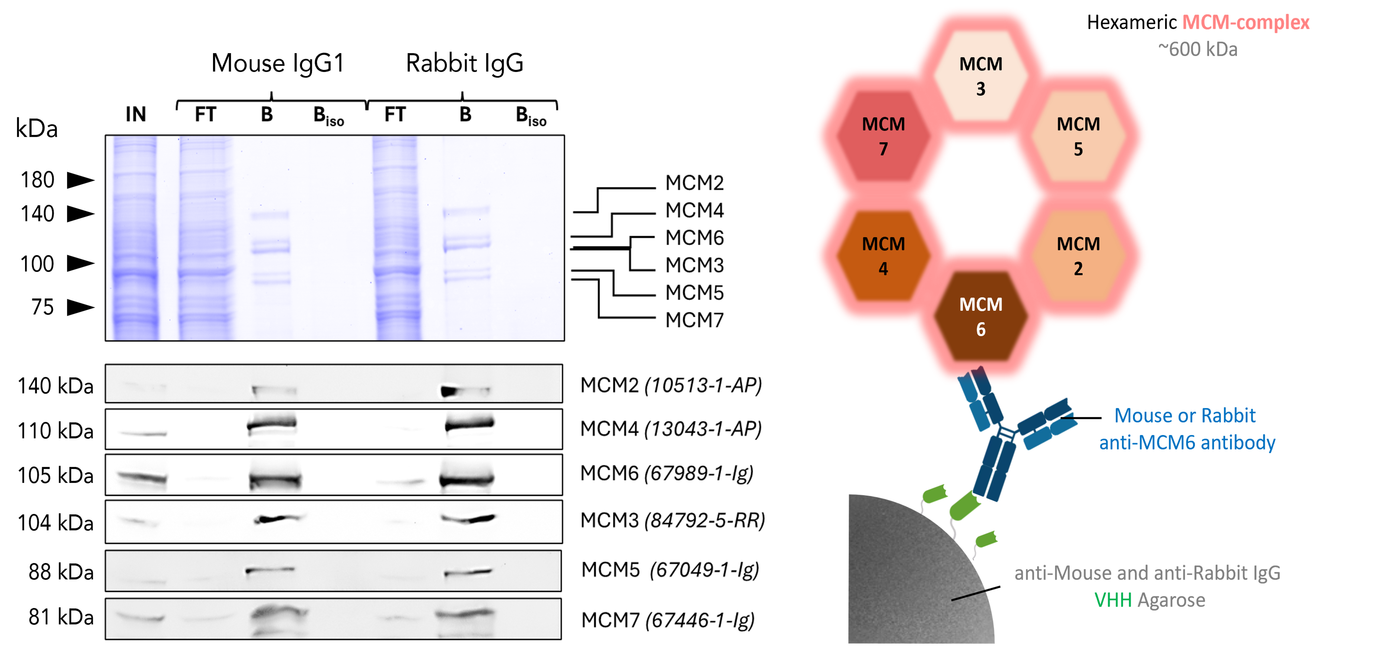 Co-IP of MCM complex via pulldown of MCM6 using anti-MCM6 antibodies and anti-rabbit IgG / anti-mouse IgG VHH agarose