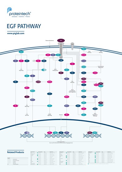 EGF Pathway