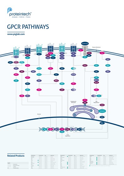 GPCR Pathways