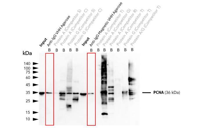 Binding efficiency and specificity of anti-rabbit IgG / anti-mouse IgG VHH agarose for rabbit and mouse IgG subclasses