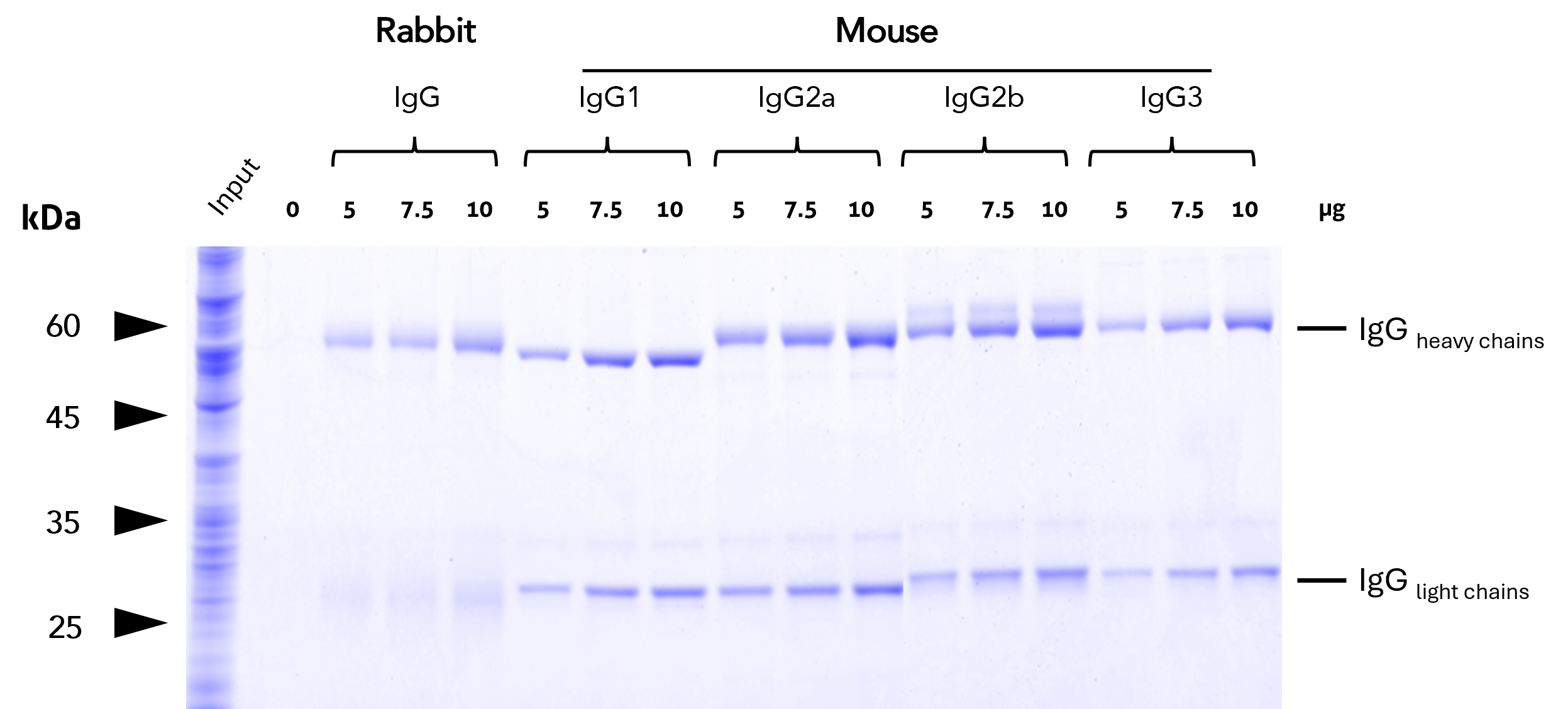 Binding efficiency and specificity of anti-rabbit IgG / anti-mouse IgG VHH agarose for rabbit and mouse IgG subclasses